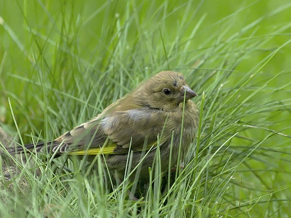 Viherpeippo, European Greenfinch, Carduelis chloris